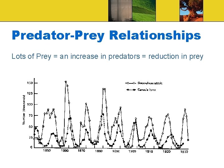 Predator-Prey Relationships Lots of Prey = an increase in predators = reduction in prey