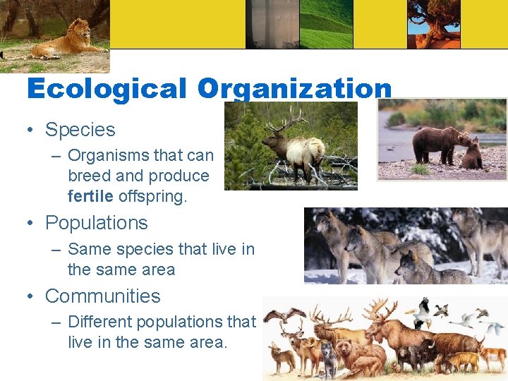 Ecological Organization • Species – Organisms that can breed and produce fertile offspring. •