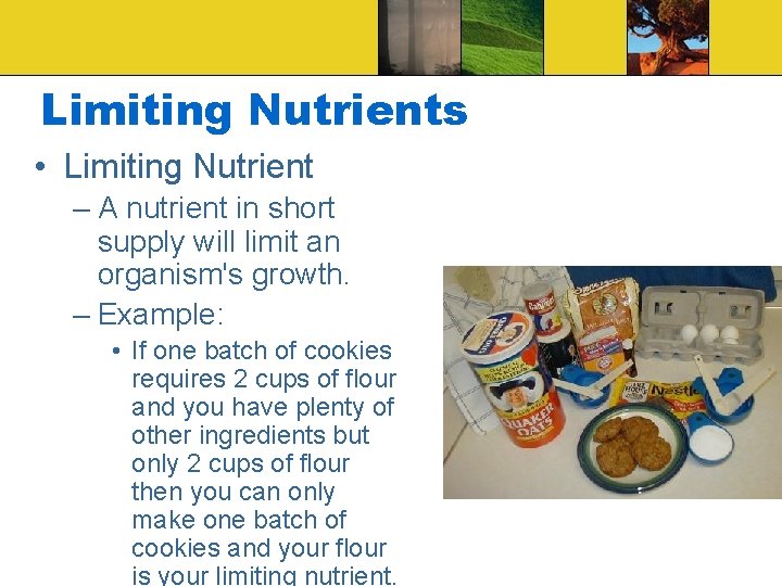 Limiting Nutrients • Limiting Nutrient – A nutrient in short supply will limit an