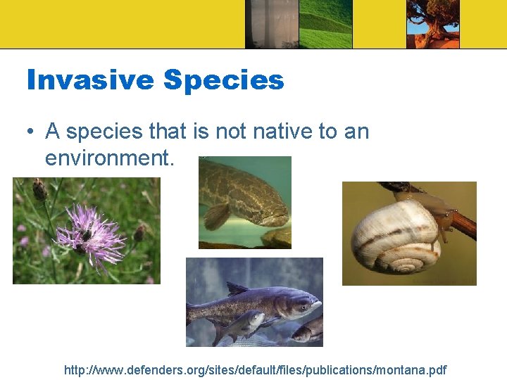 Invasive Species • A species that is not native to an environment. http: //www.