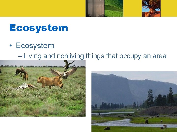 Ecosystem • Ecosystem – Living and nonliving things that occupy an area 