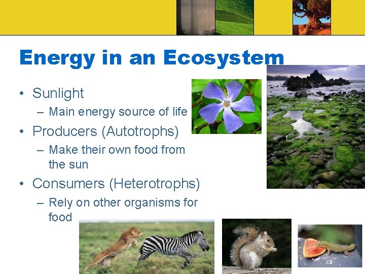 Energy in an Ecosystem • Sunlight – Main energy source of life • Producers