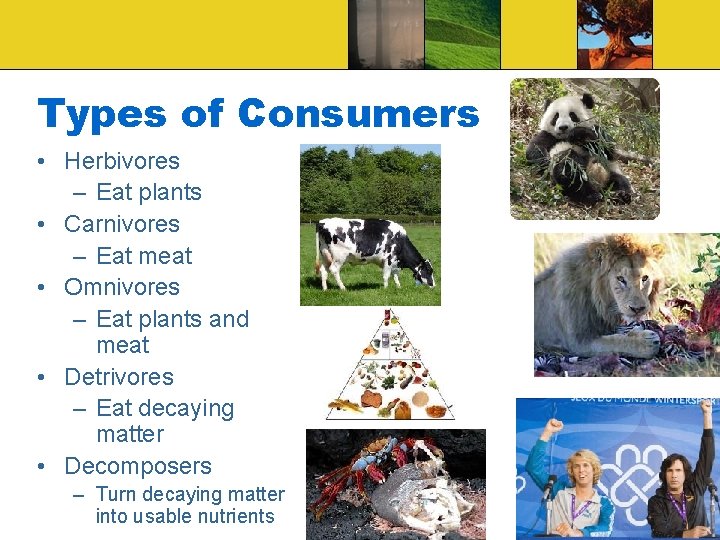 Types of Consumers • Herbivores – Eat plants • Carnivores – Eat meat •