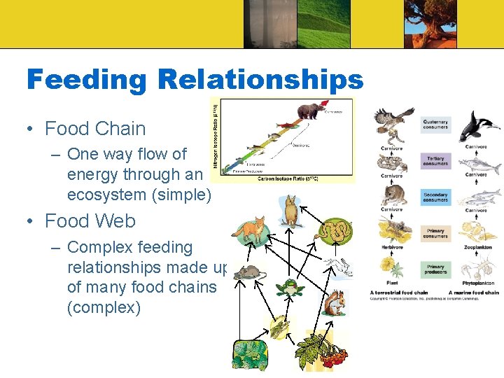 Feeding Relationships • Food Chain – One way flow of energy through an ecosystem