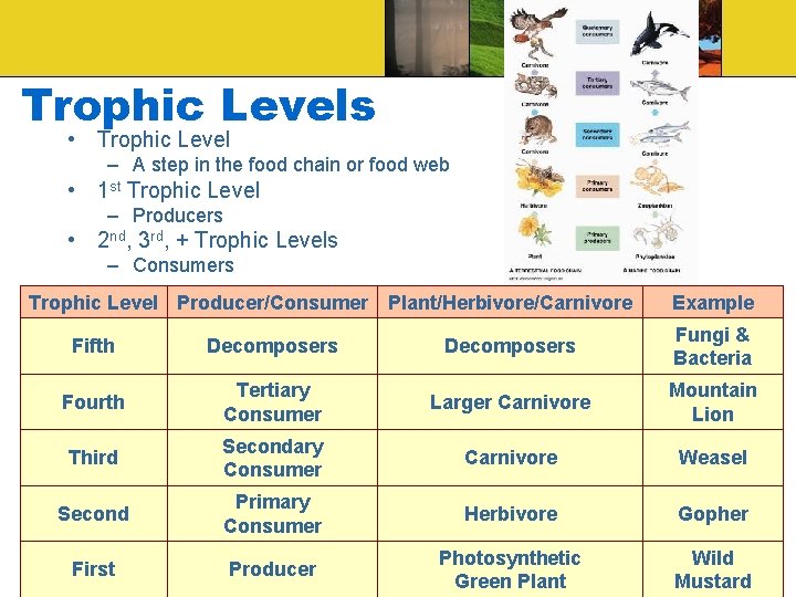 Trophic Levels • Trophic Level – A step in the food chain or food