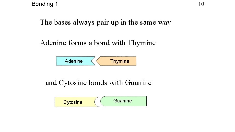 Bonding 1 10 The bases always pair up in the same way Adenine forms