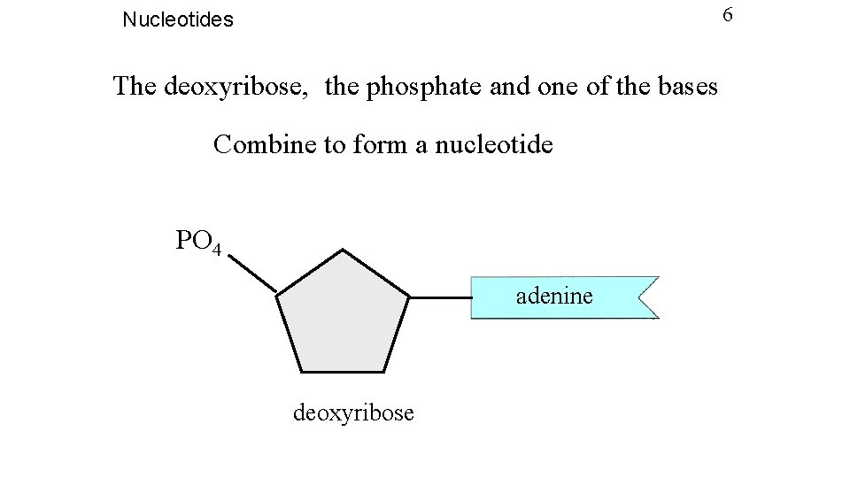 6 Nucleotides The deoxyribose, the phosphate and one of the bases Combine to form