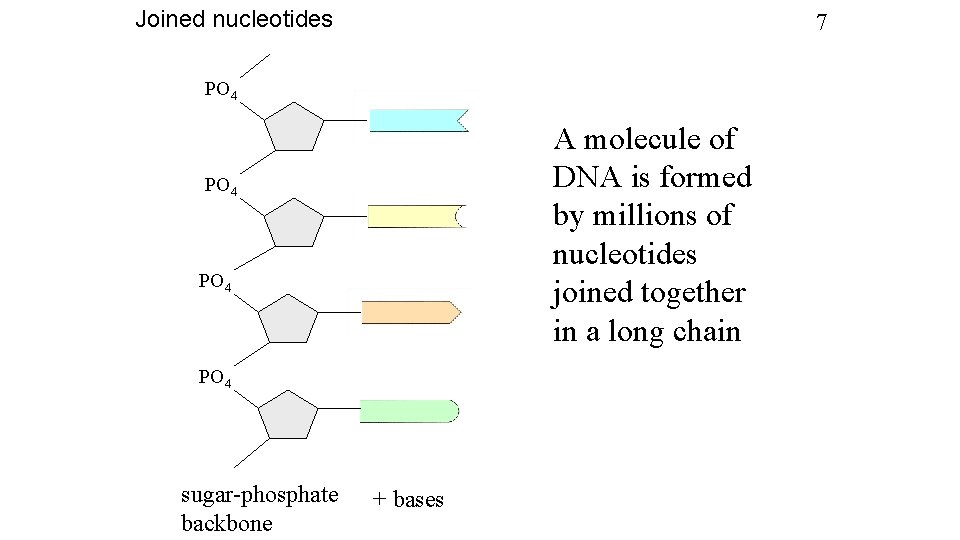 Joined nucleotides 7 PO 4 A molecule of DNA is formed by millions of
