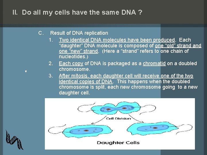 II. Do all my cells have the same DNA ? C. Result of DNA