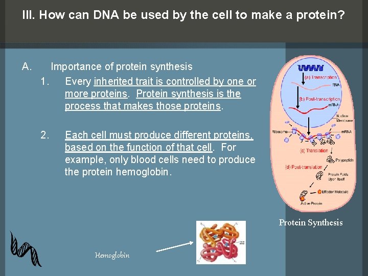 III. How can DNA be used by the cell to make a protein? A.