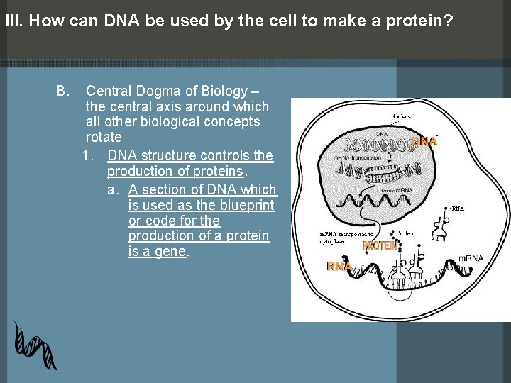 III. How can DNA be used by the cell to make a protein? B.