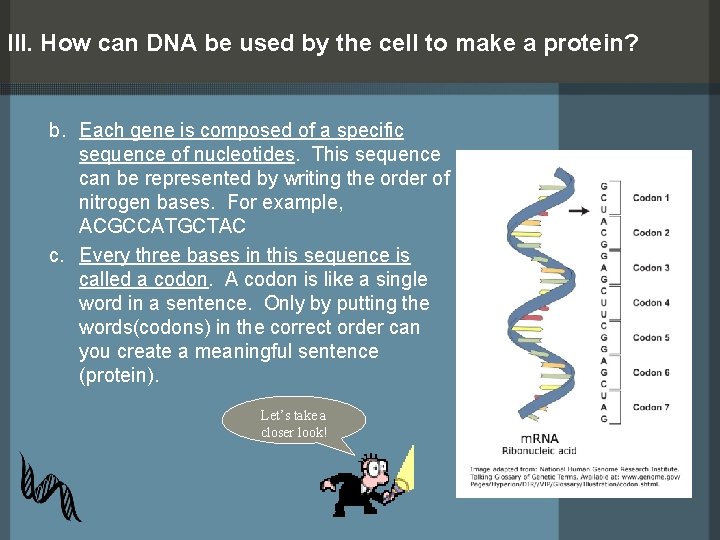 III. How can DNA be used by the cell to make a protein? b.