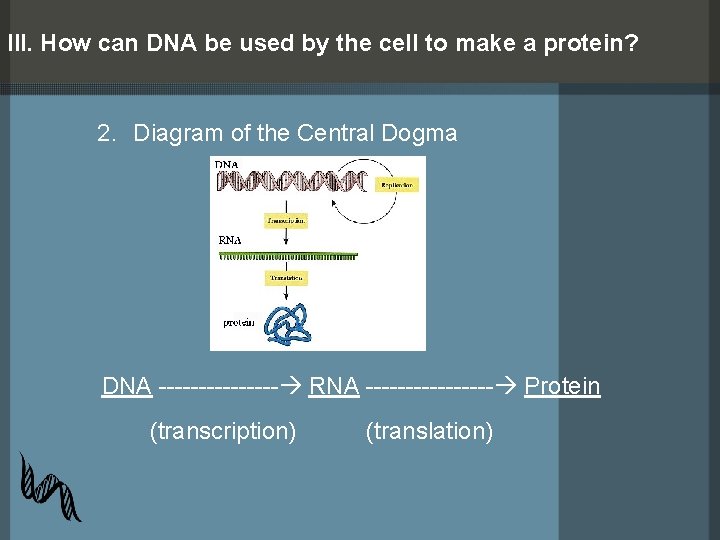 III. How can DNA be used by the cell to make a protein? 2.