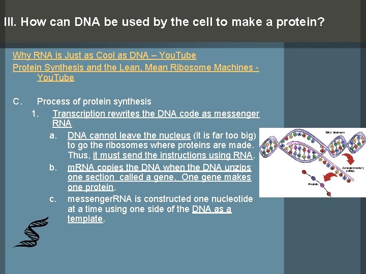 III. How can DNA be used by the cell to make a protein? Why