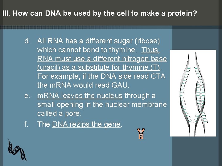 III. How can DNA be used by the cell to make a protein? d.