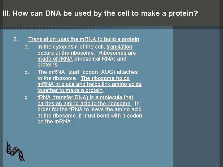 III. How can DNA be used by the cell to make a protein? 2.