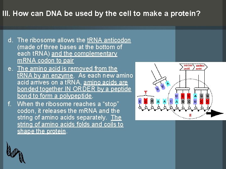 III. How can DNA be used by the cell to make a protein? d.