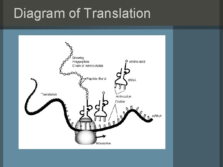 Diagram of Translation 