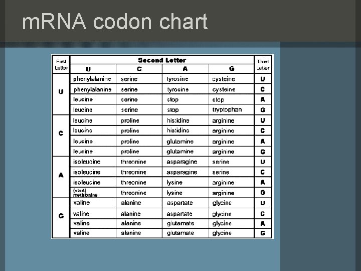 m. RNA codon chart 