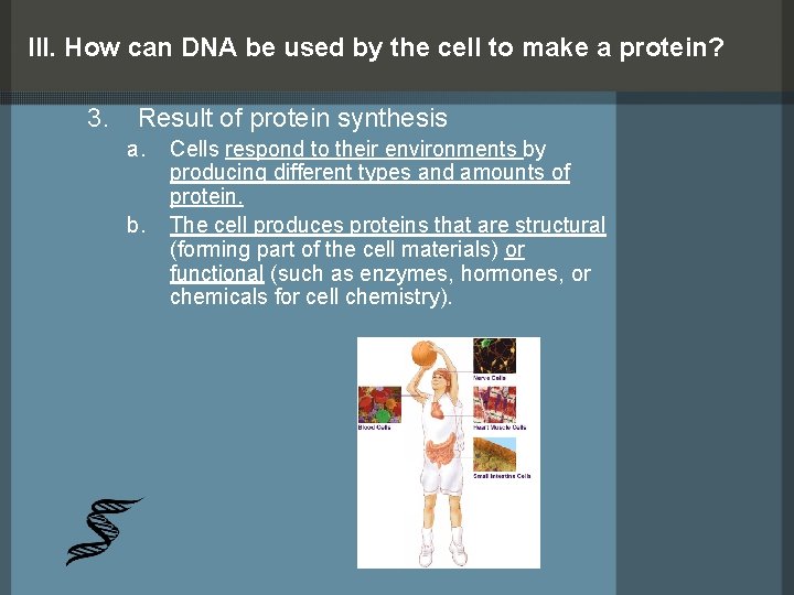 III. How can DNA be used by the cell to make a protein? 3.