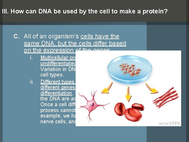 III. How can DNA be used by the cell to make a protein? c.