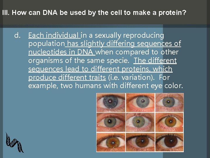 III. How can DNA be used by the cell to make a protein? d.