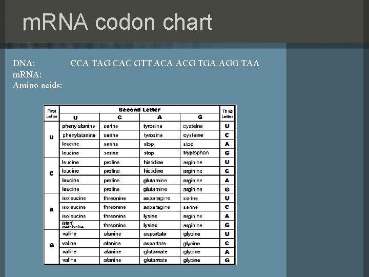 m. RNA codon chart DNA: CCA TAG CAC GTT ACA ACG TGA AGG TAA