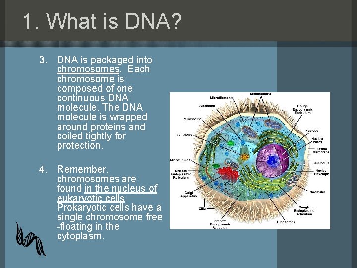 1. What is DNA? 3. DNA is packaged into chromosomes. Each chromosome is composed