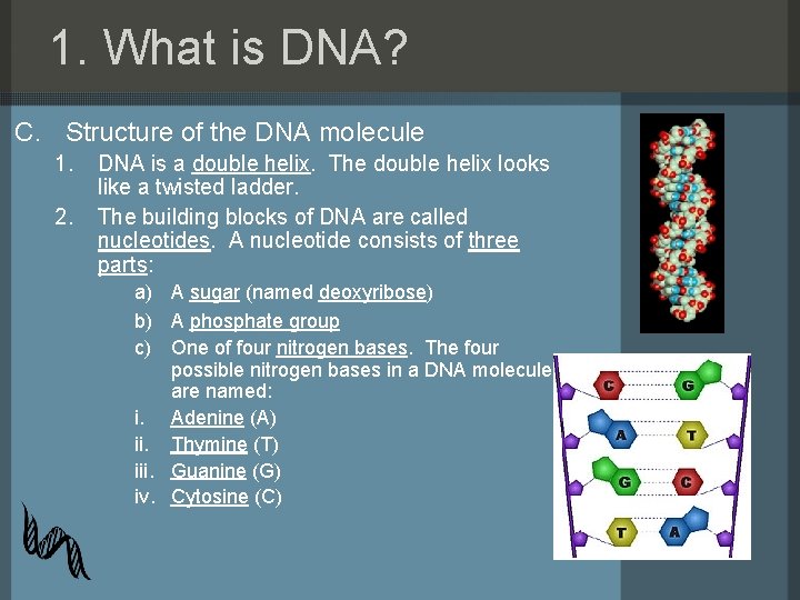 1. What is DNA? C. Structure of the DNA molecule 1. 2. DNA is