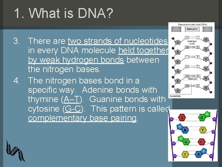 1. What is DNA? 3. There are two strands of nucleotides in every DNA