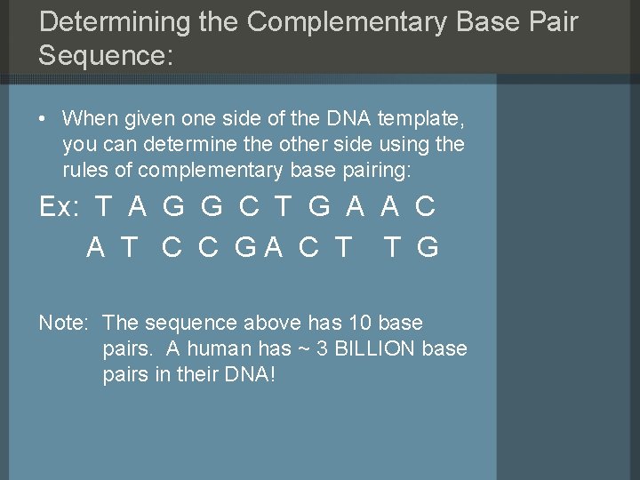 Determining the Complementary Base Pair Sequence: • When given one side of the DNA