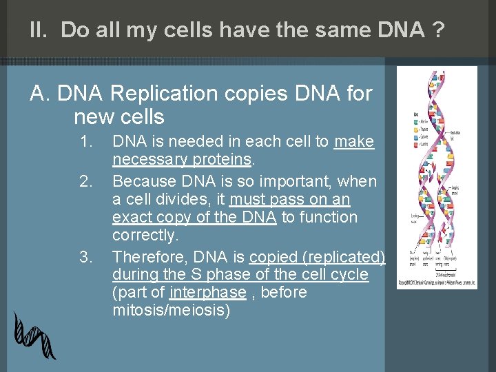 II. Do all my cells have the same DNA ? A. DNA Replication copies