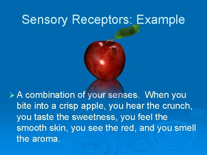 Sensory Receptors: Example Ø A combination of your senses. When you bite into a
