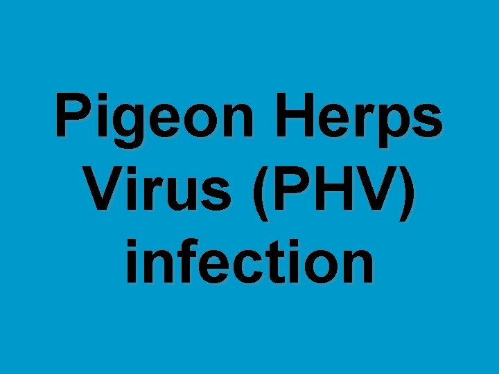 Pigeon Herps Virus (PHV) infection 
