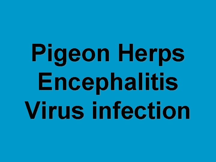 Pigeon Herps Encephalitis Virus infection 