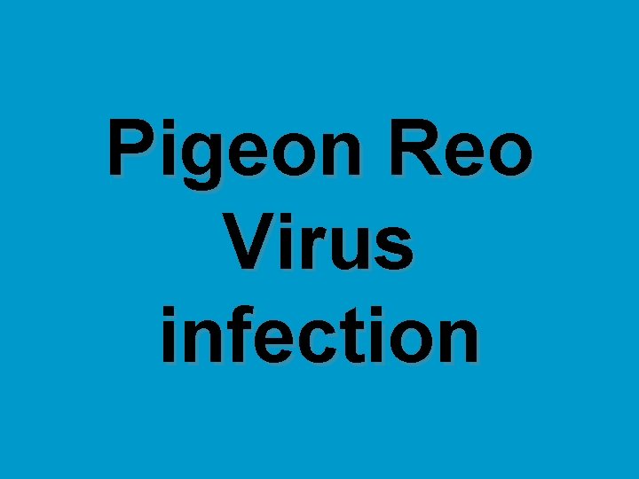 Pigeon Reo Virus infection 