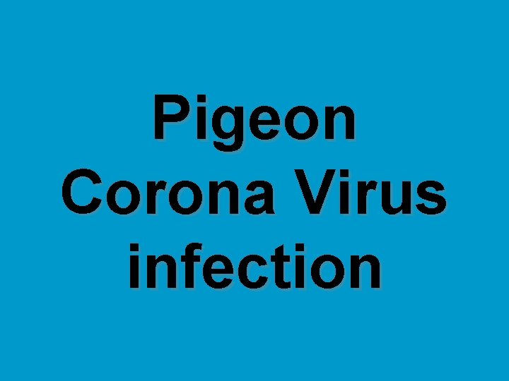 Pigeon Corona Virus infection 