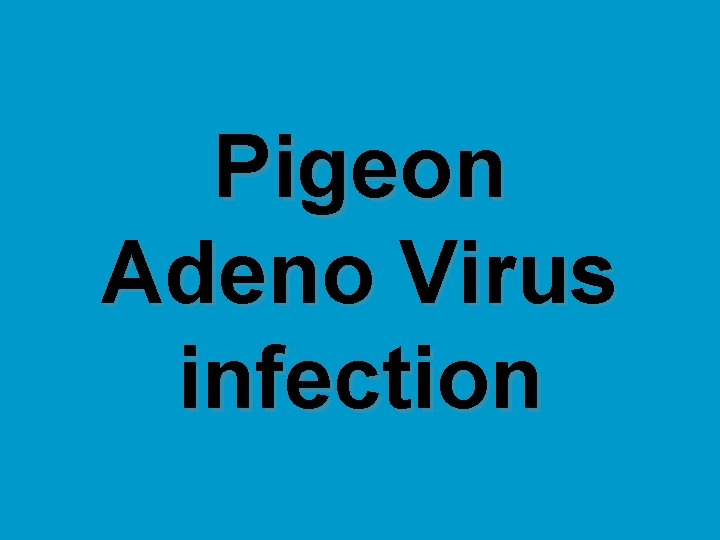 Pigeon Adeno Virus infection 