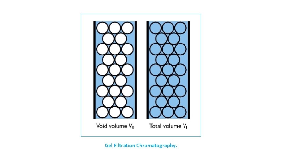 Gel Filtration Chromatography. 