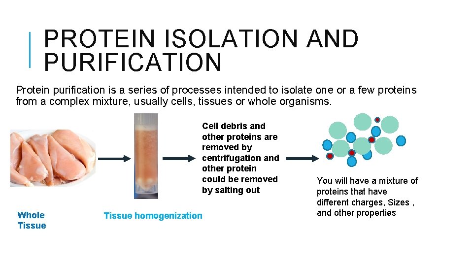PROTEIN ISOLATION AND PURIFICATION Protein purification is a series of processes intended to isolate