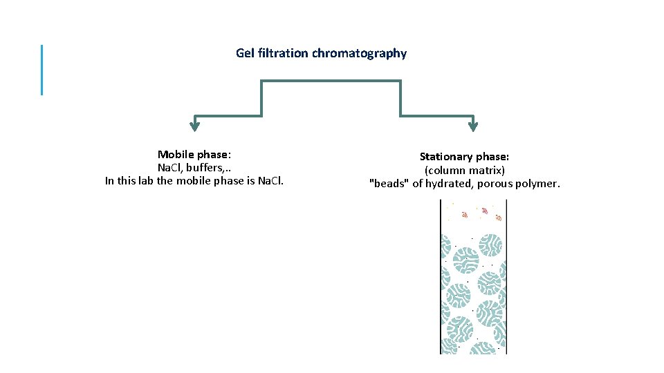 Gel filtration chromatography Mobile phase: Na. Cl, buffers, . . In this lab the