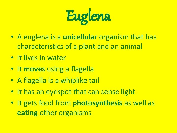 Euglena • A euglena is a unicellular organism that has characteristics of a plant