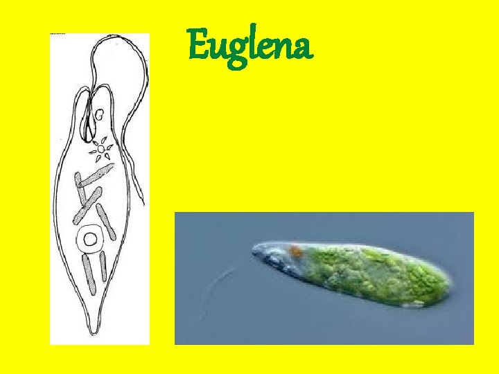 Euglena 