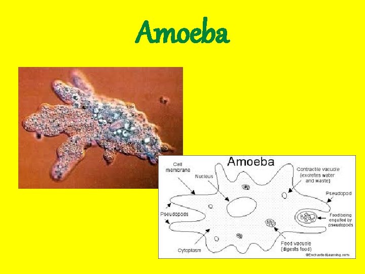 Amoeba 