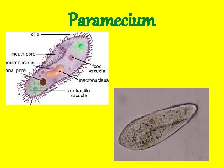Paramecium 
