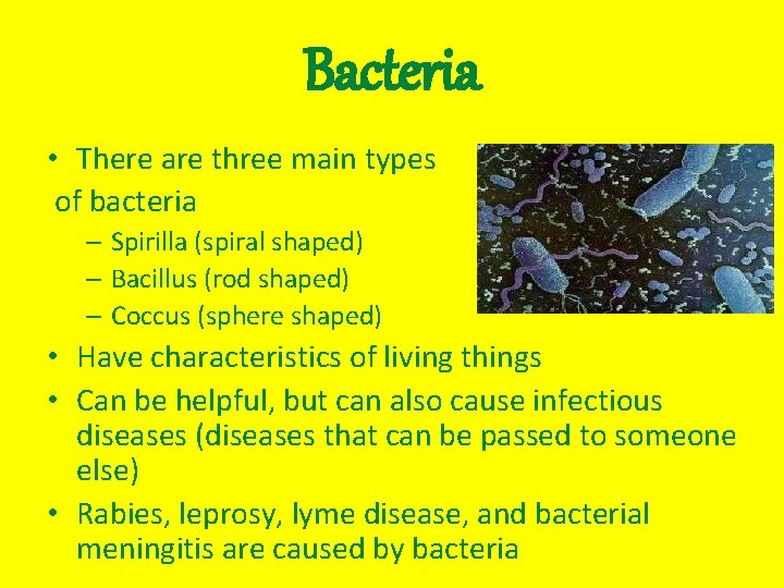 Bacteria • There are three main types of bacteria – Spirilla (spiral shaped) –