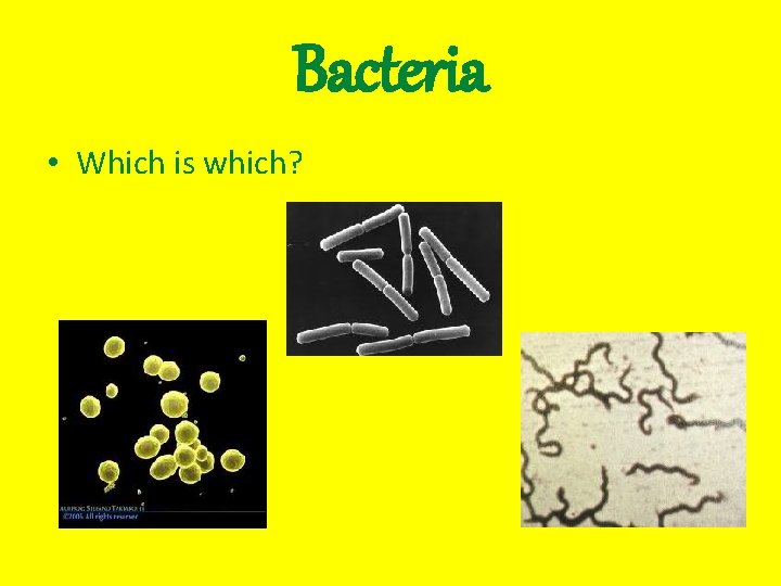 Bacteria • Which is which? 