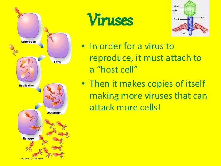 Viruses • In order for a virus to reproduce, it must attach to a