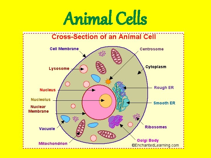 Animal Cells 