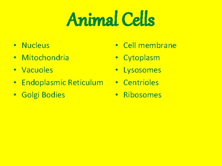 Animal Cells • • • Nucleus Mitochondria Vacuoles Endoplasmic Reticulum Golgi Bodies • •